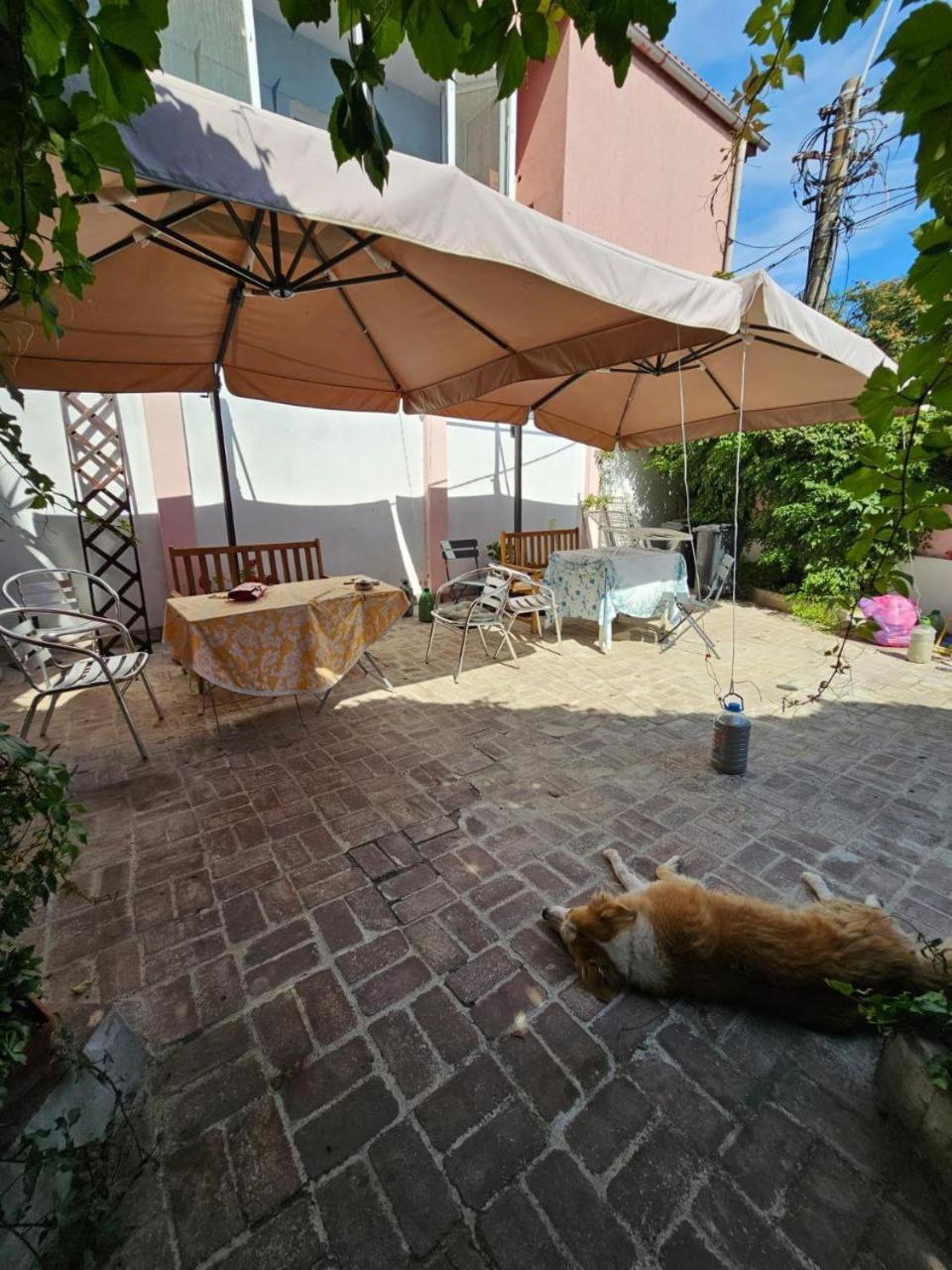 Vila Flavia B&B Constanţa Eksteriør billede